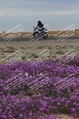 media/Jan-14-2023-SoCal Trackdays (Sat) [[497694156f]]/Turn 14 Exit Bloomig (145pm)/